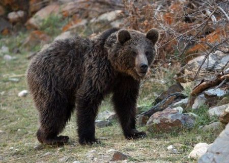 خسارت خرس به باغ‌های مرودشت ارزیابی شد