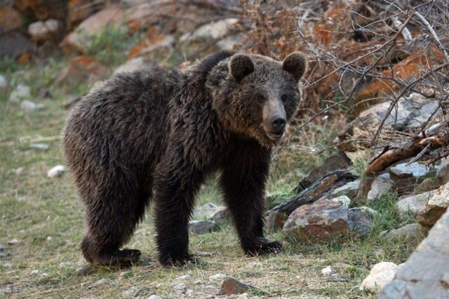 خسارت خرس به باغ‌های مرودشت ارزیابی شد