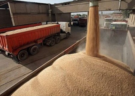 خرید تضمینی بیش از ۵۲۱ هزار تُن گندم از کشاورزان فارس