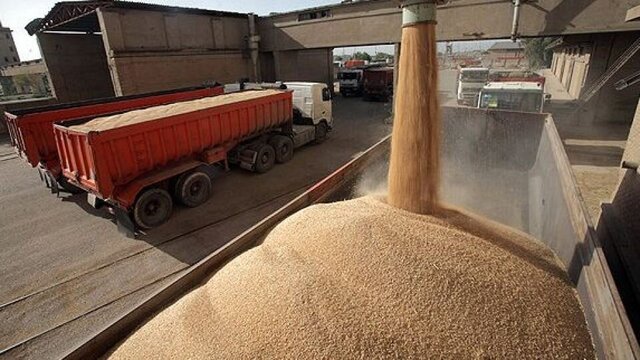 خرید تضمینی بیش از ۵۲۱ هزار تُن گندم از کشاورزان فارس