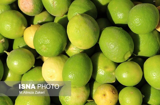 پیش‌بینی تولید بیش از ۶۰۰ تن لیمو ترش در فسا