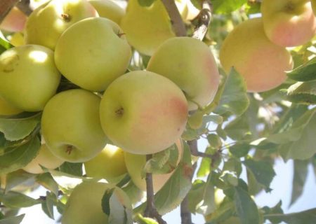 پیش‌بینی برداشت ۱۰۰ هزار تن سیب در شیراز