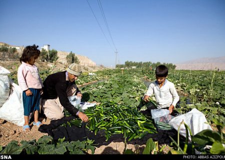 خرید توافقی ۲۰۰ تن خیار صنعتی از کشاورزان فارس