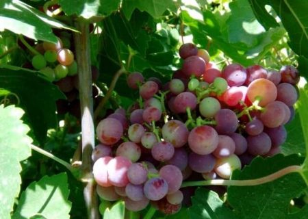 امسال ۲۰ هزار تن انگور از تاکستان‌های شیراز برداشت می‌شود