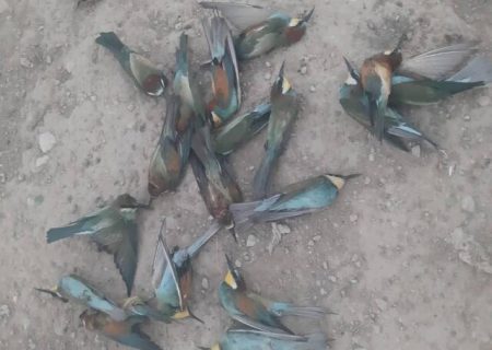 بازداشت عاملان کشتار سبز قباها در ارسنجان
