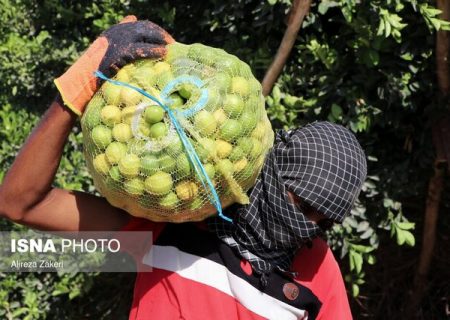 امسال ۹ هزار تن لیمو در داراب برداشت می‌شود