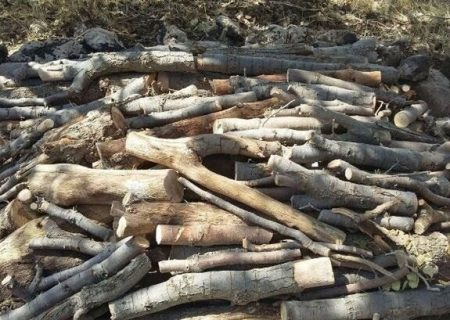 شناسایی باند قاچاق چوب‌های جنگلی در شیراز