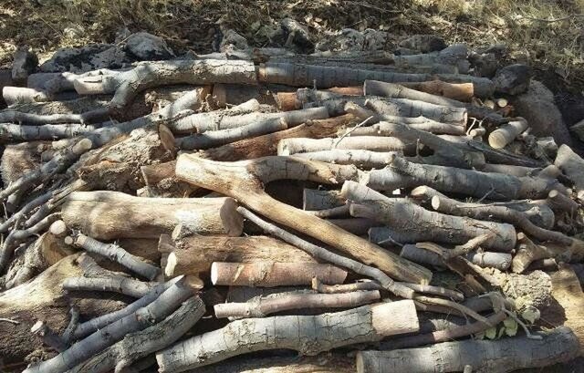 شناسایی باند قاچاق چوب‌های جنگلی در شیراز