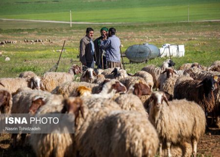 توزیع ۵۳ هزار تن نهاده‌ دامی برای عشایر فارس