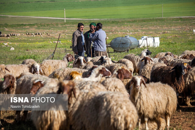 توزیع ۵۳ هزار تن نهاده‌ دامی برای عشایر فارس