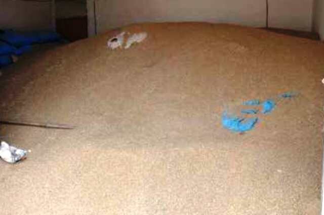 کشف ۲۰۰ تن گندم احتکار شده در فیروزآباد