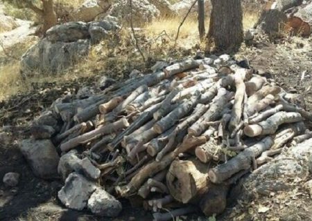 دستگیری قطع‌کنندگان درختان جنگل “ماله‌ گاله”