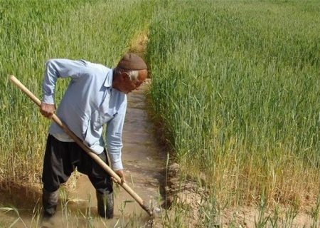 پیش بینی کاشت ۳۹۷ هزار هکتار گندم در فارس