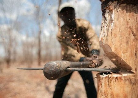 دستگیری اعضاء باندهای قطع درخت در “ارژن” فارس