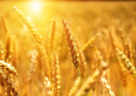 پیش‌بینی تولید بیش از یک میلیون تن گندم در فارس