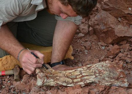 بقایای فسیلی «اژدهای مرگ» مربوط به ۸۶ میلیون سال پیش، کشف شد