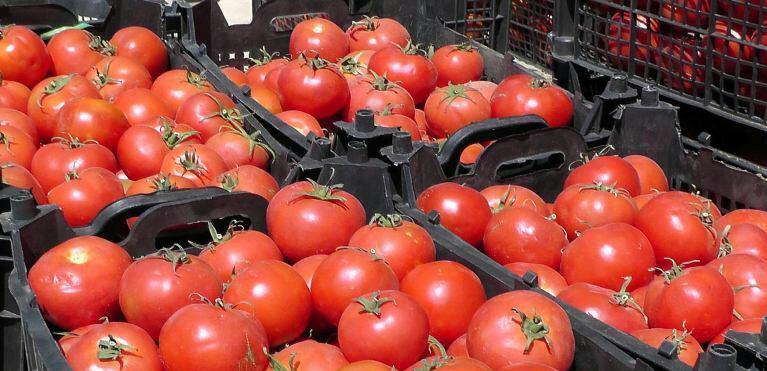 پیش بینی برداشت ۷۷ هزار تن گوجه‌فرنگی در ارسنجان