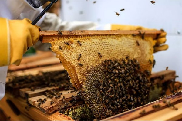برداشت ۱۲۰۰ تن عسل از زنبورستان‌های خنج