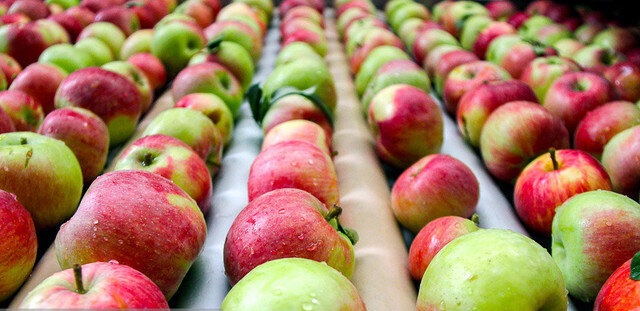اتمام خرید تضمینی سیب درختی در فارس