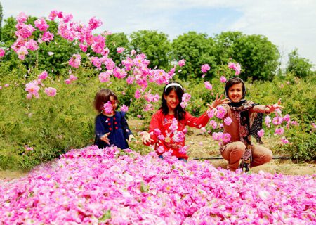 میمند آماده برگزاری رویداد گل و گلاب در اردیبهشت ماه می‌شود