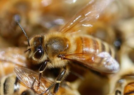 زهرِ زنبورِ عسل “نوع تهاجمی سرطان پستان” را در ۶۰ دقیقه از بین می‌برد