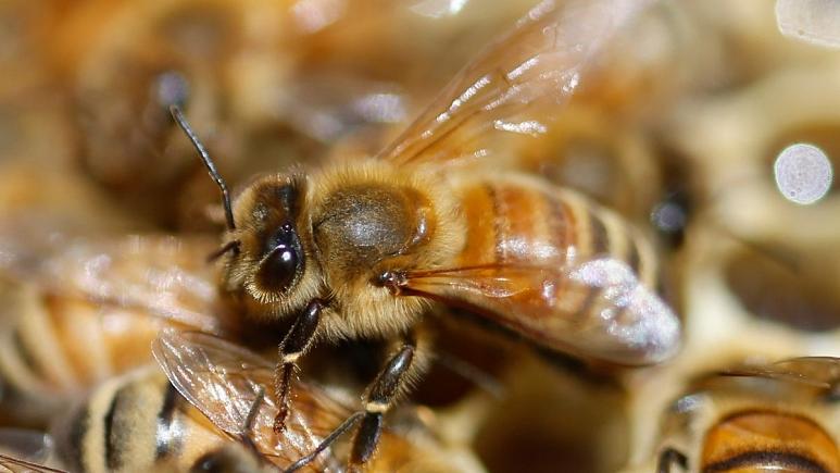زهرِ زنبورِ عسل “نوع تهاجمی سرطان پستان” را در ۶۰ دقیقه از بین می‌برد