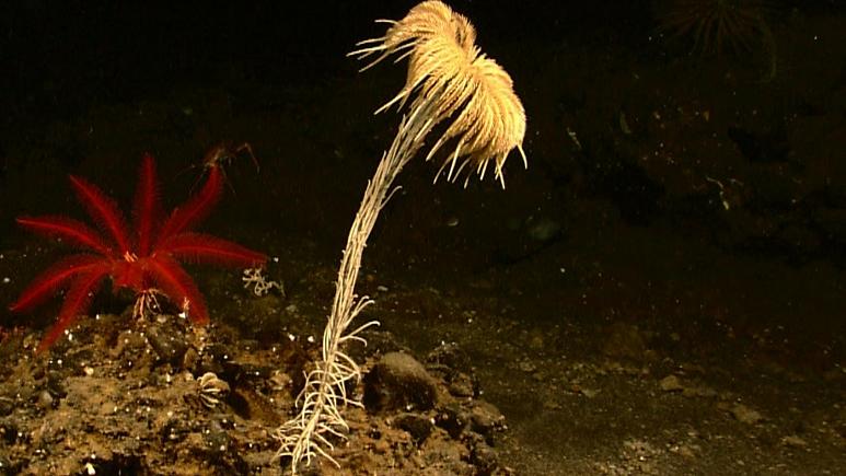 کشف «فسیل زنده» ۲۷۳ میلیون ساله در کف اقیانوس