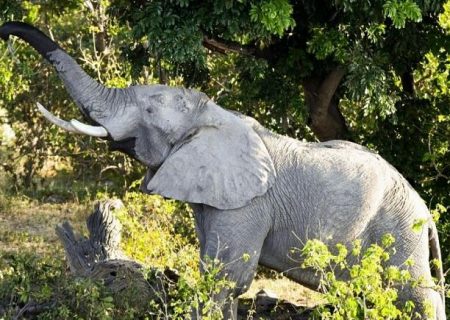 تجویز ماری‌جوآنای طبی برای فیل‌هایی که استرس زیادی دارند