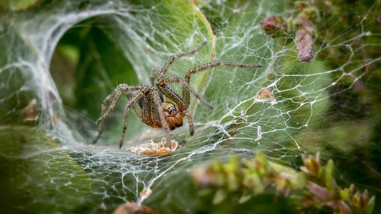 تلاش دانشمندان برای «حرف زدن با عنکبوت‌ها»