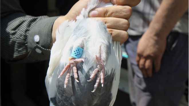 پلیس کرمانشاه «کبوترهای موادبر» را توقیف کرد