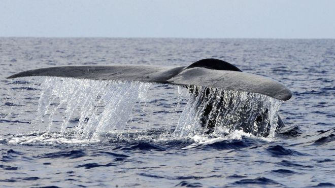 «نهنگ آبی» چیست و با خطر آن چه باید کرد؟