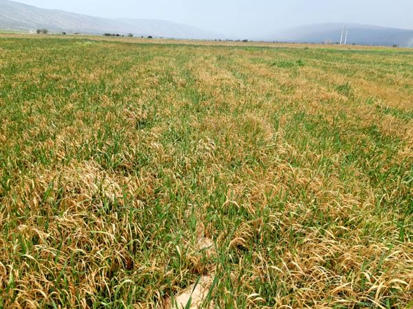 خسارت ۱۴ میلیارد تومانی سرمازدگی به کشاورزی فیروزآباد