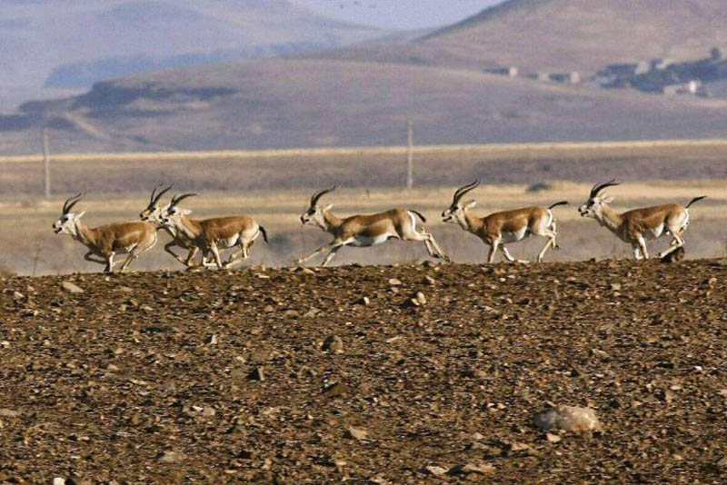 دستگیری شکارچیان در منطقه حفاظت‌شده بهرام گور
