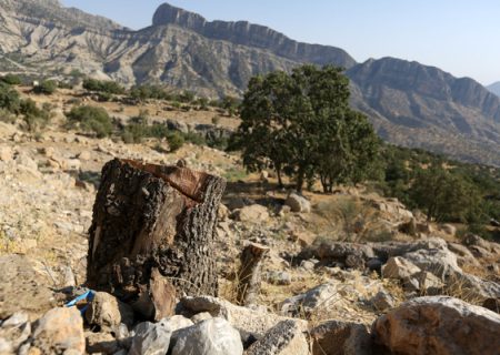 فاجعه زیست محیطی در فارس با قطع ۶ هزار درخت