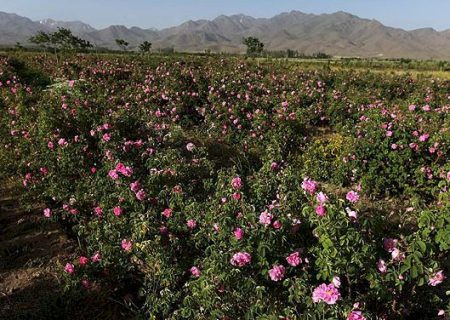 جشنواره گل و گلاب در داراب برگزار می‌شود