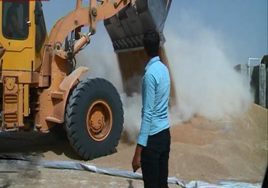 بازداشت 5 نفر در فارس به اتهام مخلوط کردن خاک با گندم