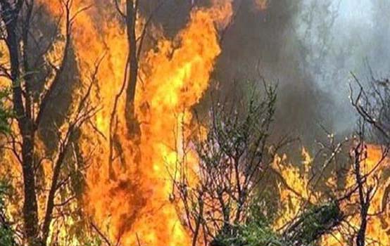 آتش‌سوزی در بوستان پردیس تخت جمشید مهار شد