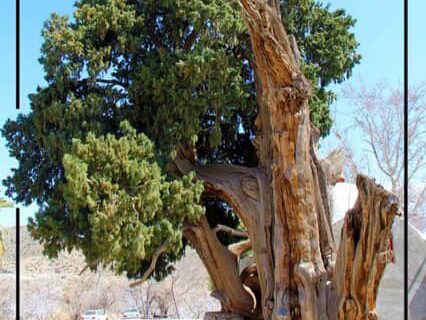 سرو ذکریا به عنوان هزارمین میراث طبیعی کشور ثبت ملی شد