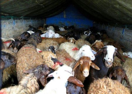 بیش از ۴ هزار گوسفند قاچاق در فارس کشف شد