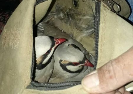 دستگیری شکارچیان متخلف در منطقه حفاظت شده ارژن