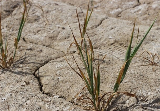 از بین رفتن ١٠٠هزار هکتار مزارع گندم فارس بر اثر خشکسالی